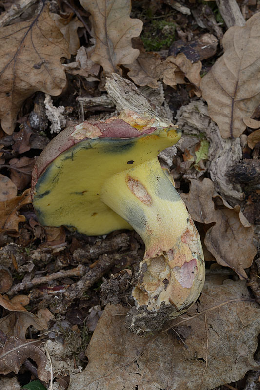 Butyriboletus pseudoregius